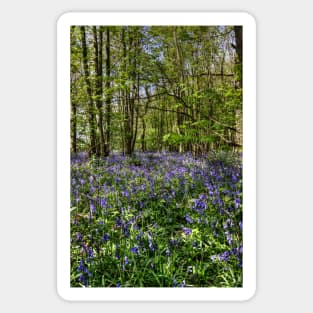 Bluebells Everdon Stubbs Wood Sticker